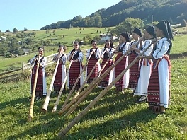 redyk karpacki w tyliczu