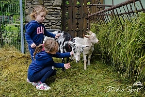 stadnina koni farma lama